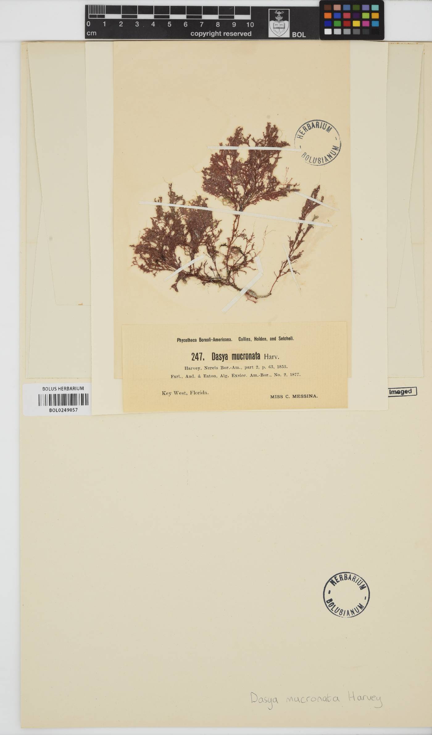 Heterodasya mucronata image