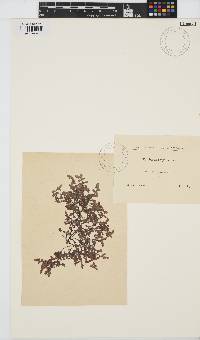 Dasya scoparia image