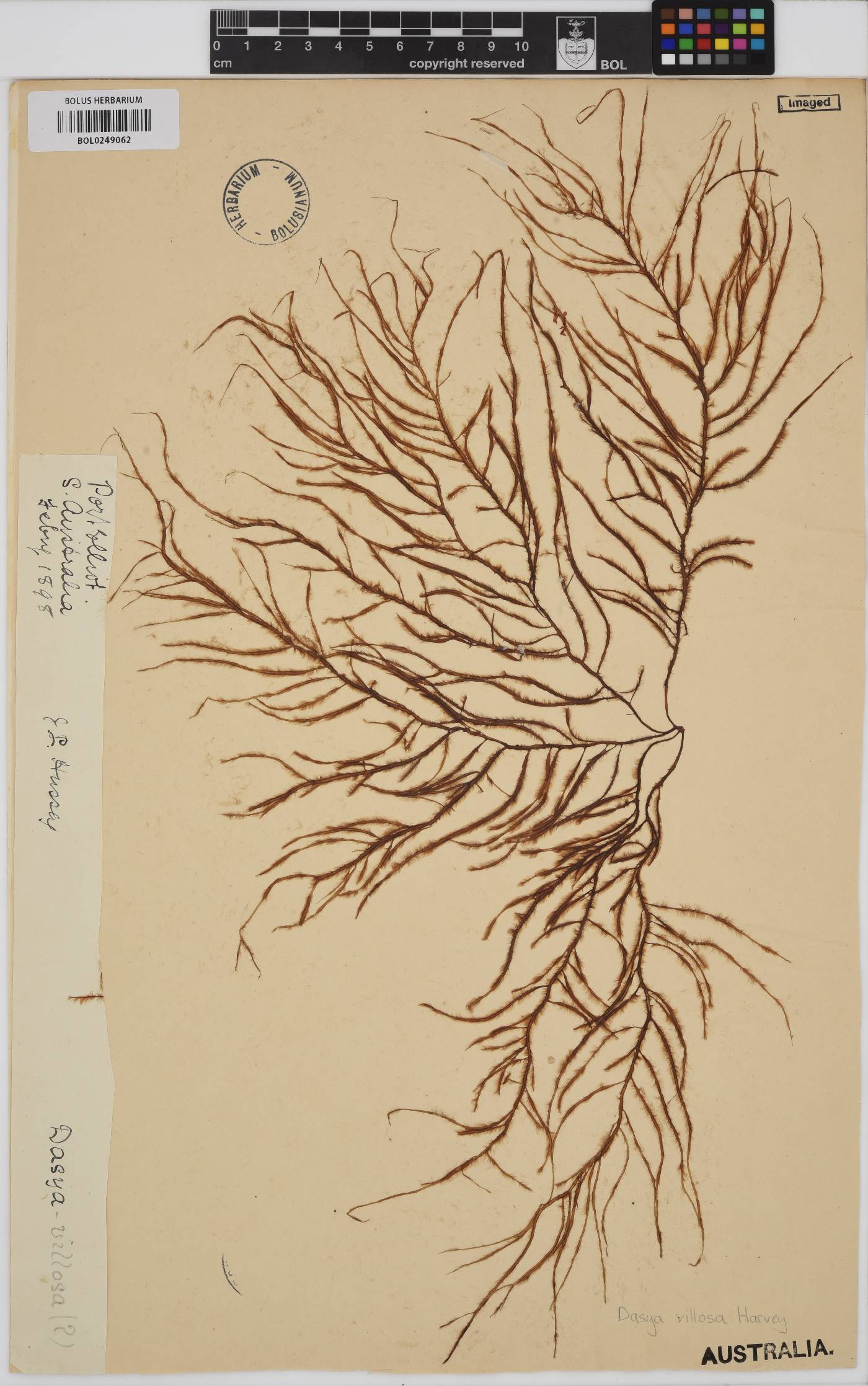 Dasya villosa image