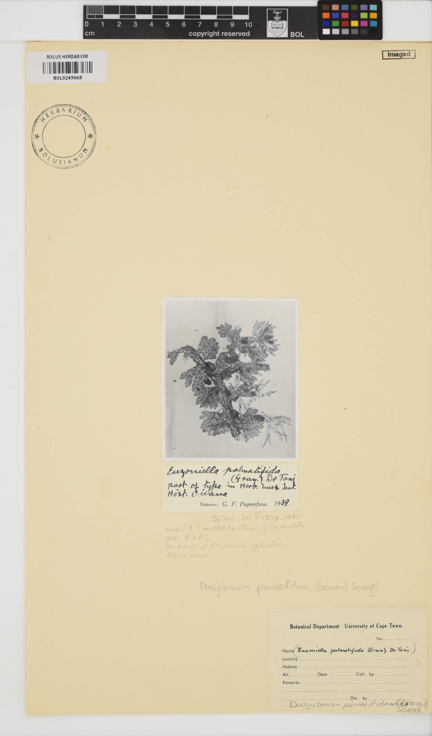Dasyclonium palmatifidum image