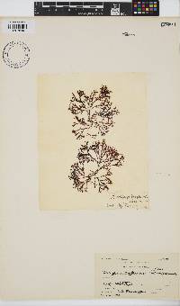 Dasyphila cryptocarpa image