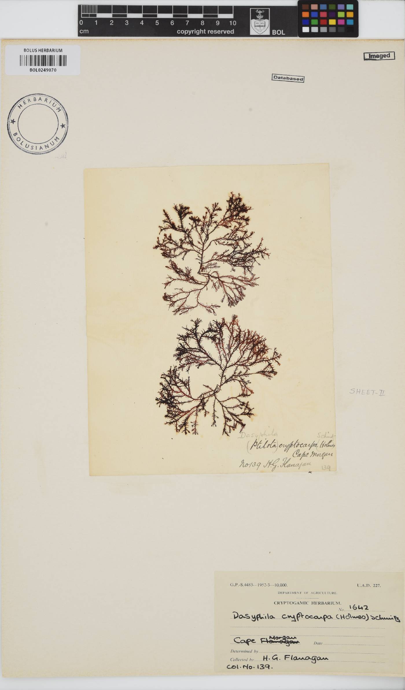 Dasyphila cryptocarpa image