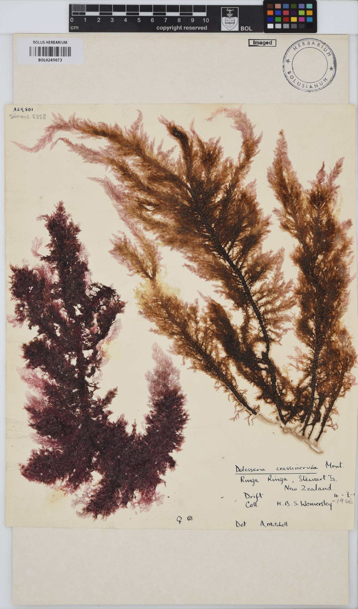 Paraglossum crassinervium image