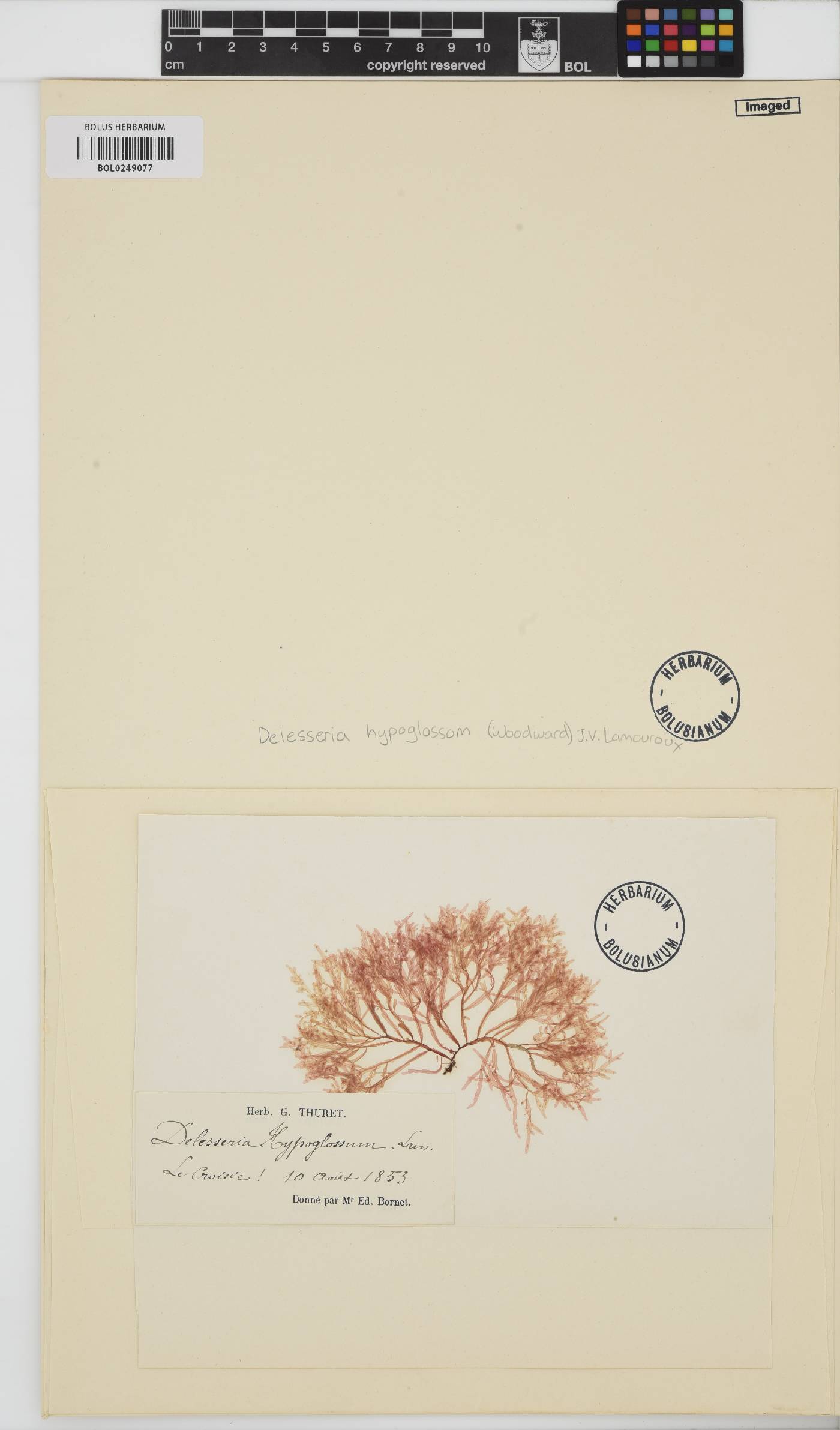 Hypoglossum hypoglossoides image