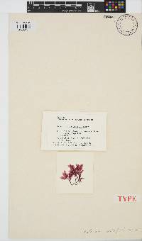 Paraglossum papenfussii image