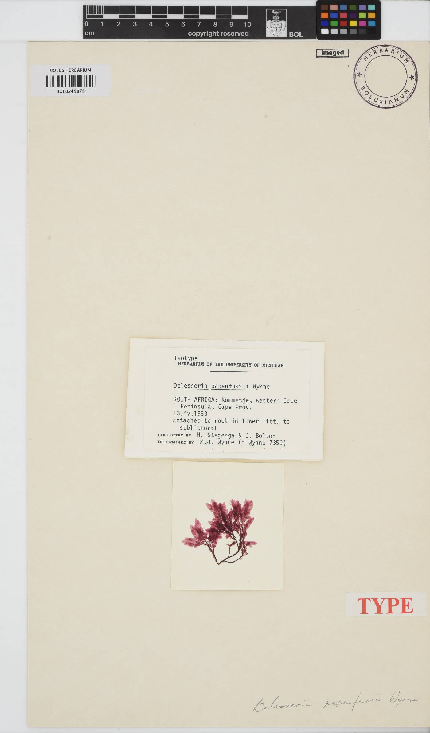 Paraglossum papenfussii image