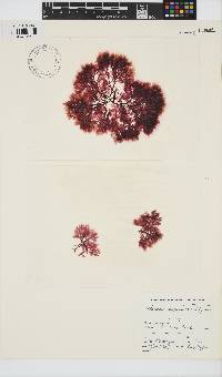 Paraglossum papenfussii image