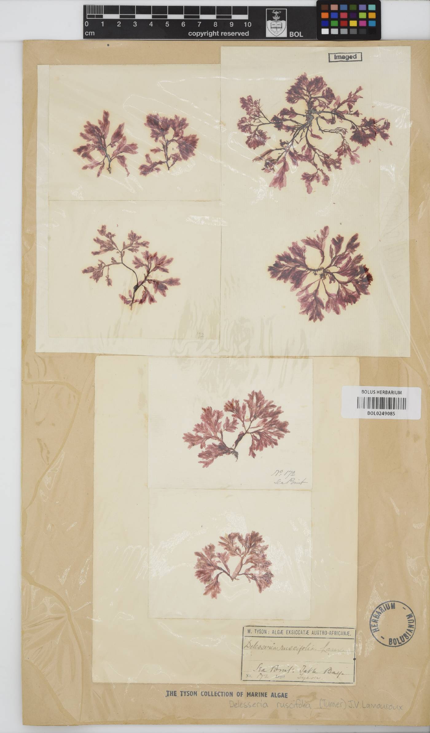 Apoglossum ruscifolium image