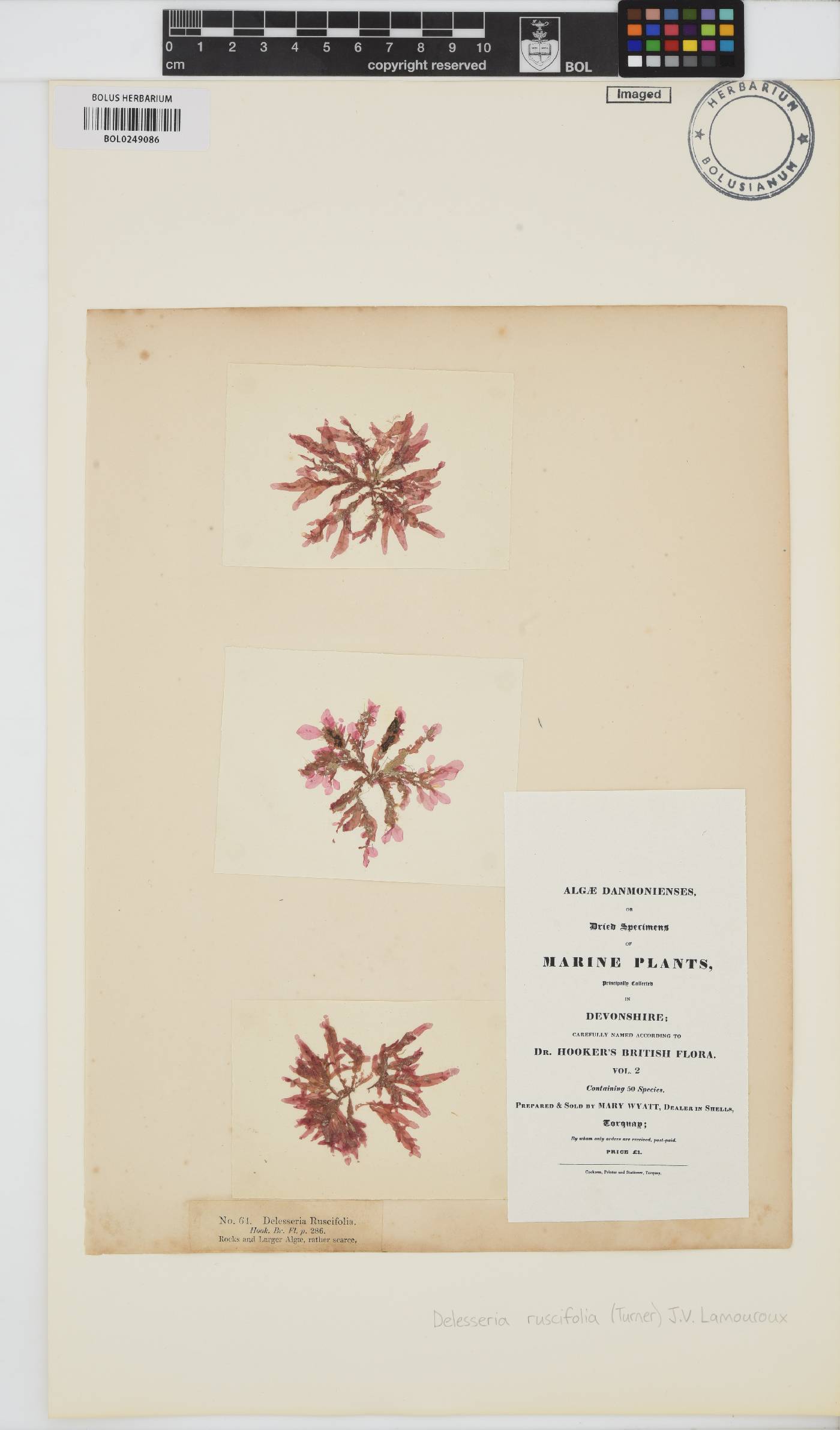 Apoglossum image