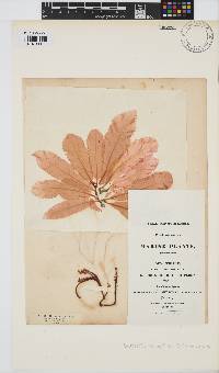 Delesseria sanguinea image