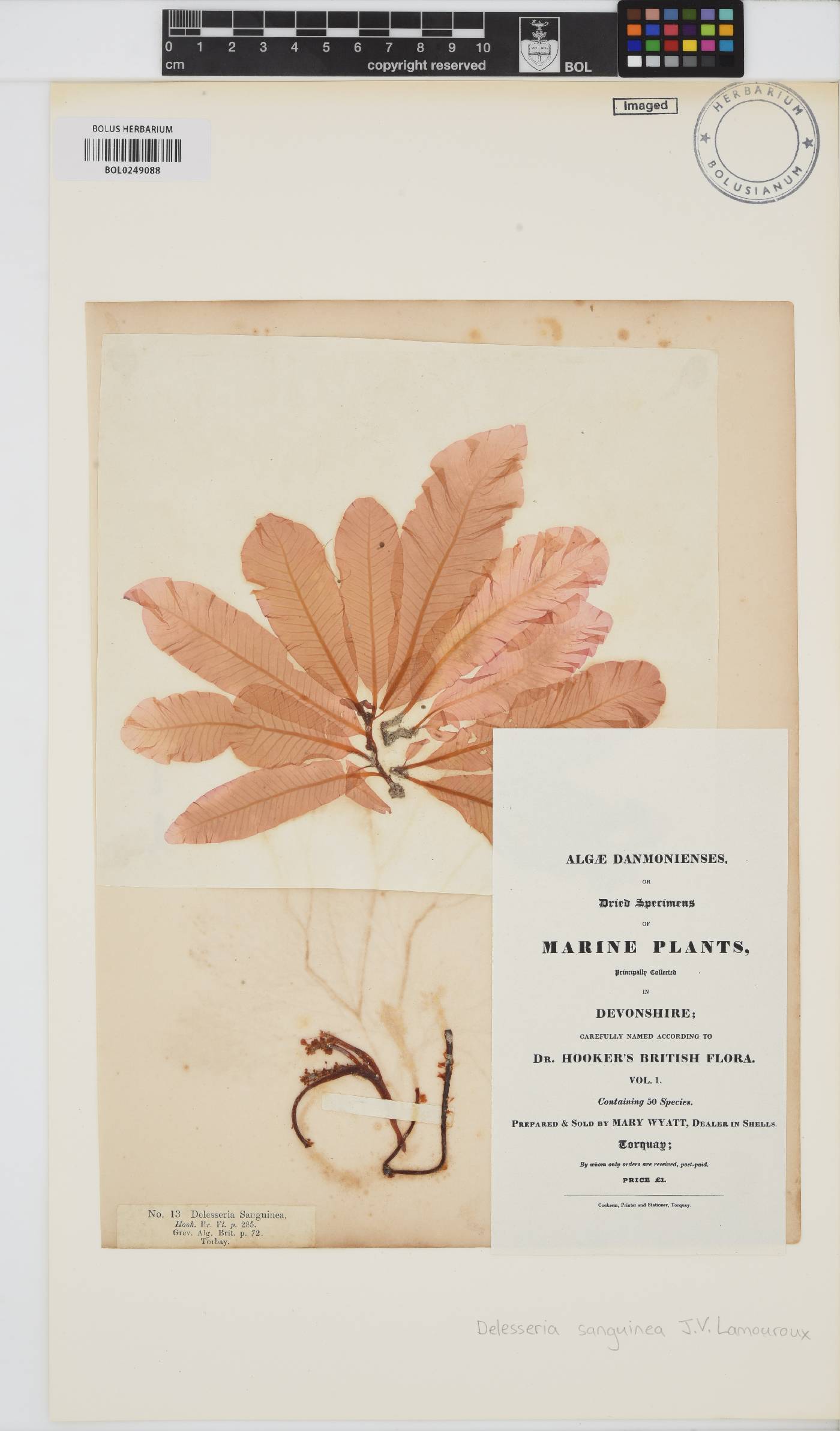 Delesseria sanguinea image