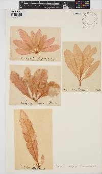 Delesseria sanguinea image