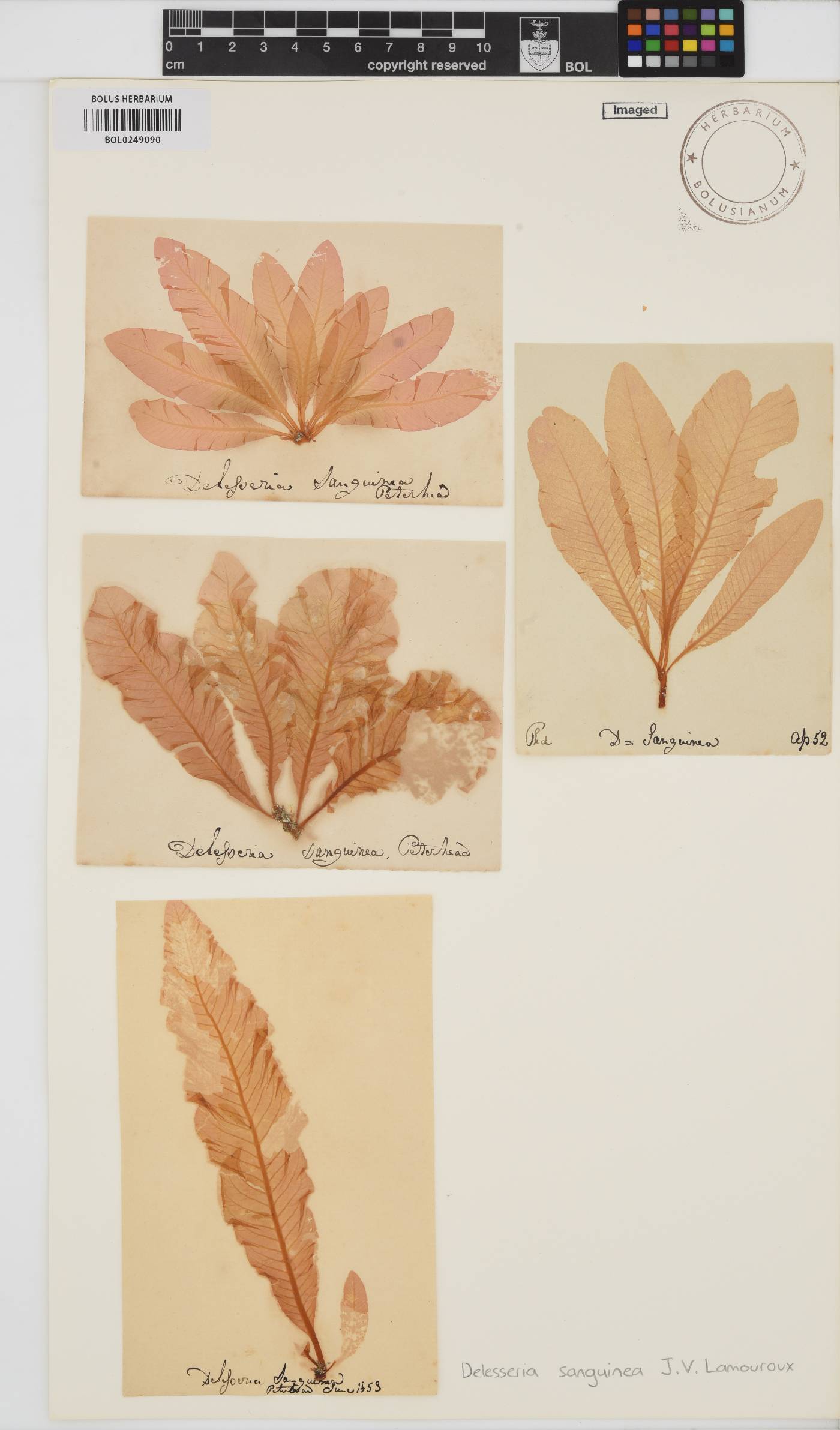 Delesseria image