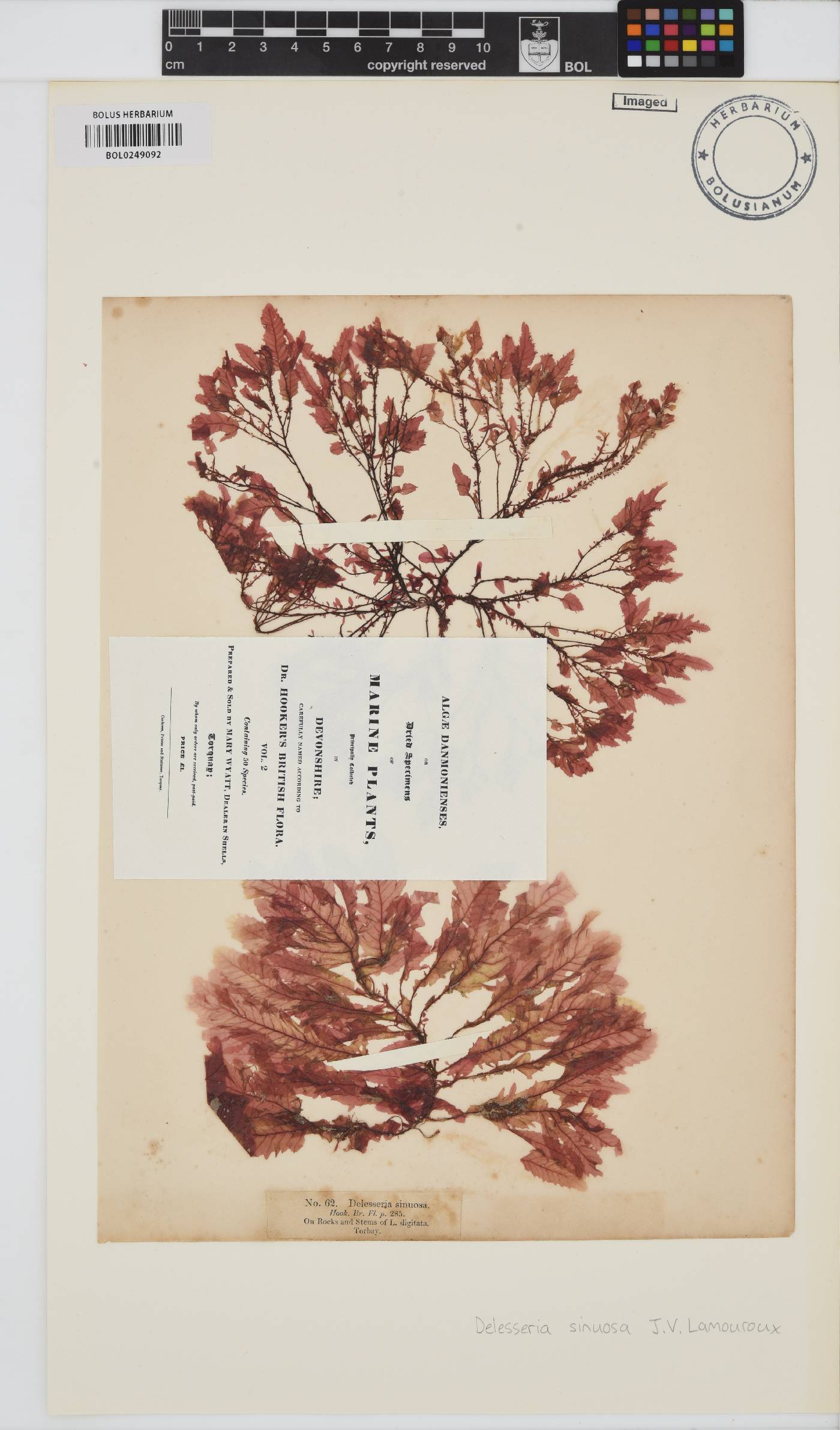 Phycodrys rubens image