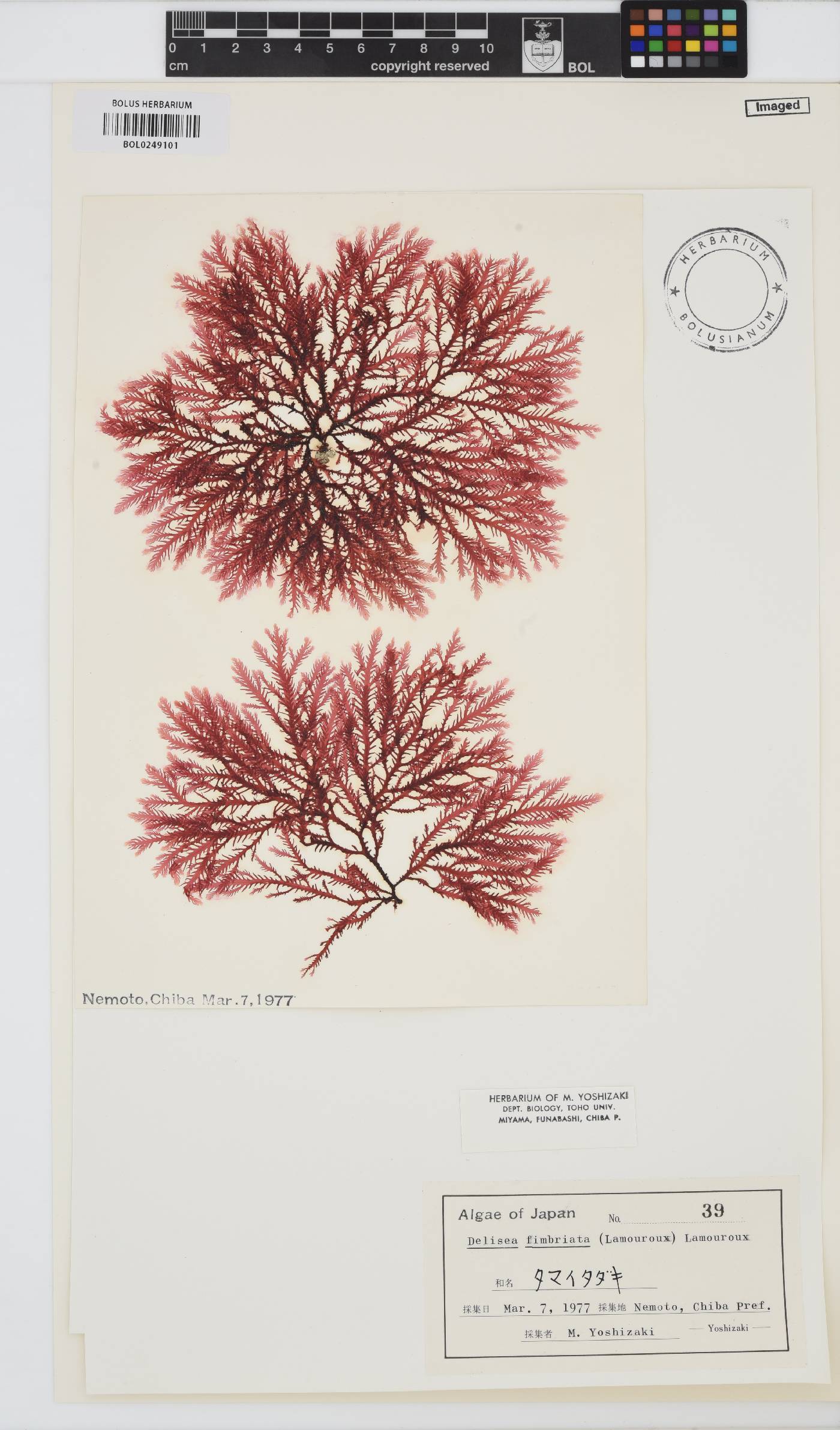 Osmundaria fimbriata image