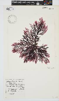 Delisea flaccida image