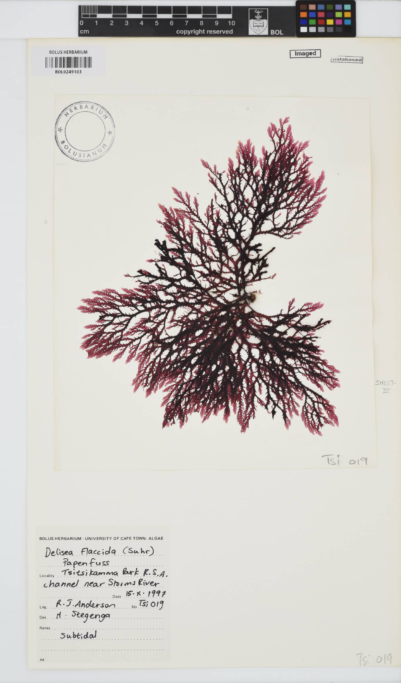 Delisea image