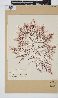 Delisea pulchra image