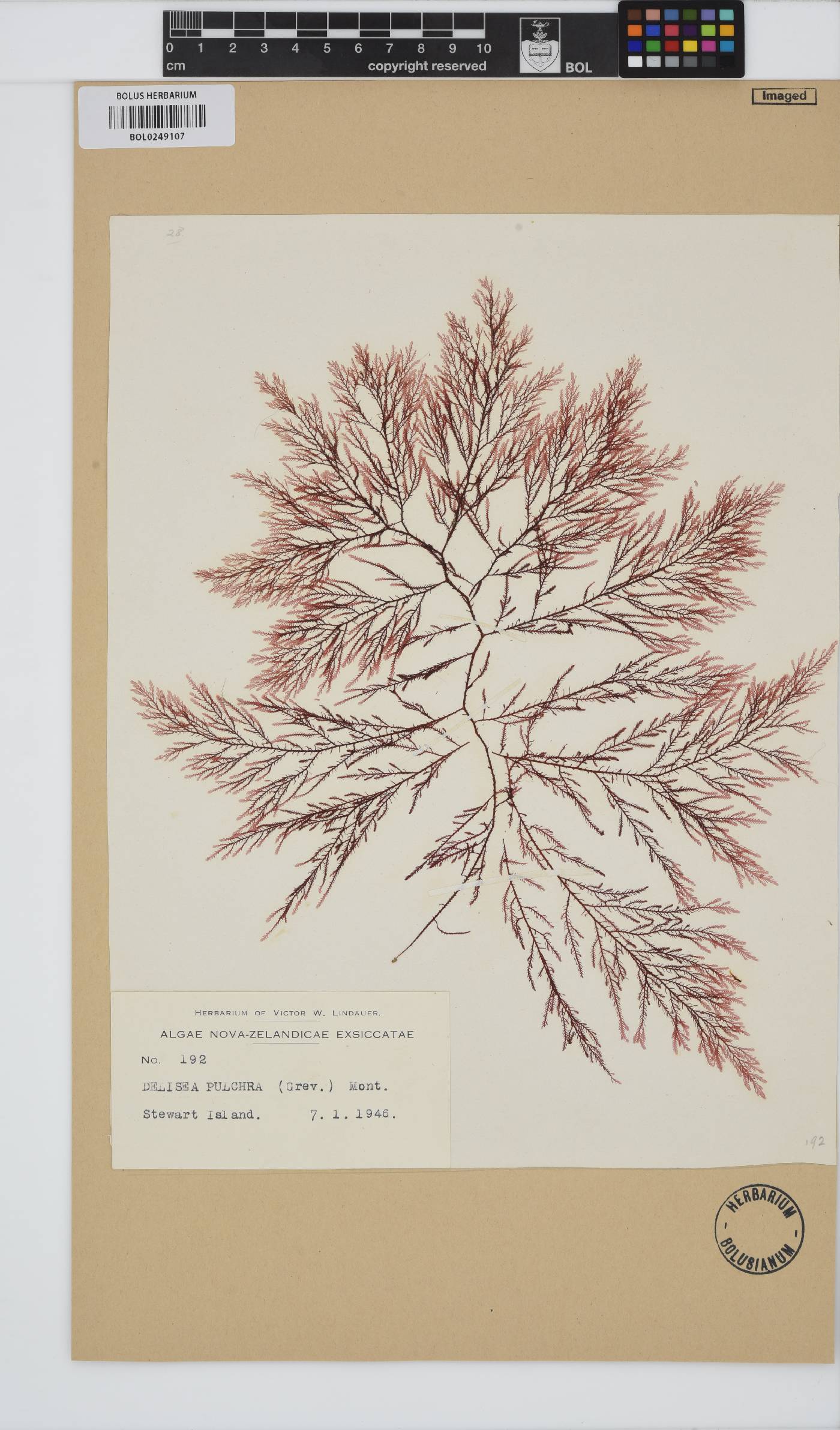 Delisea pulchra image