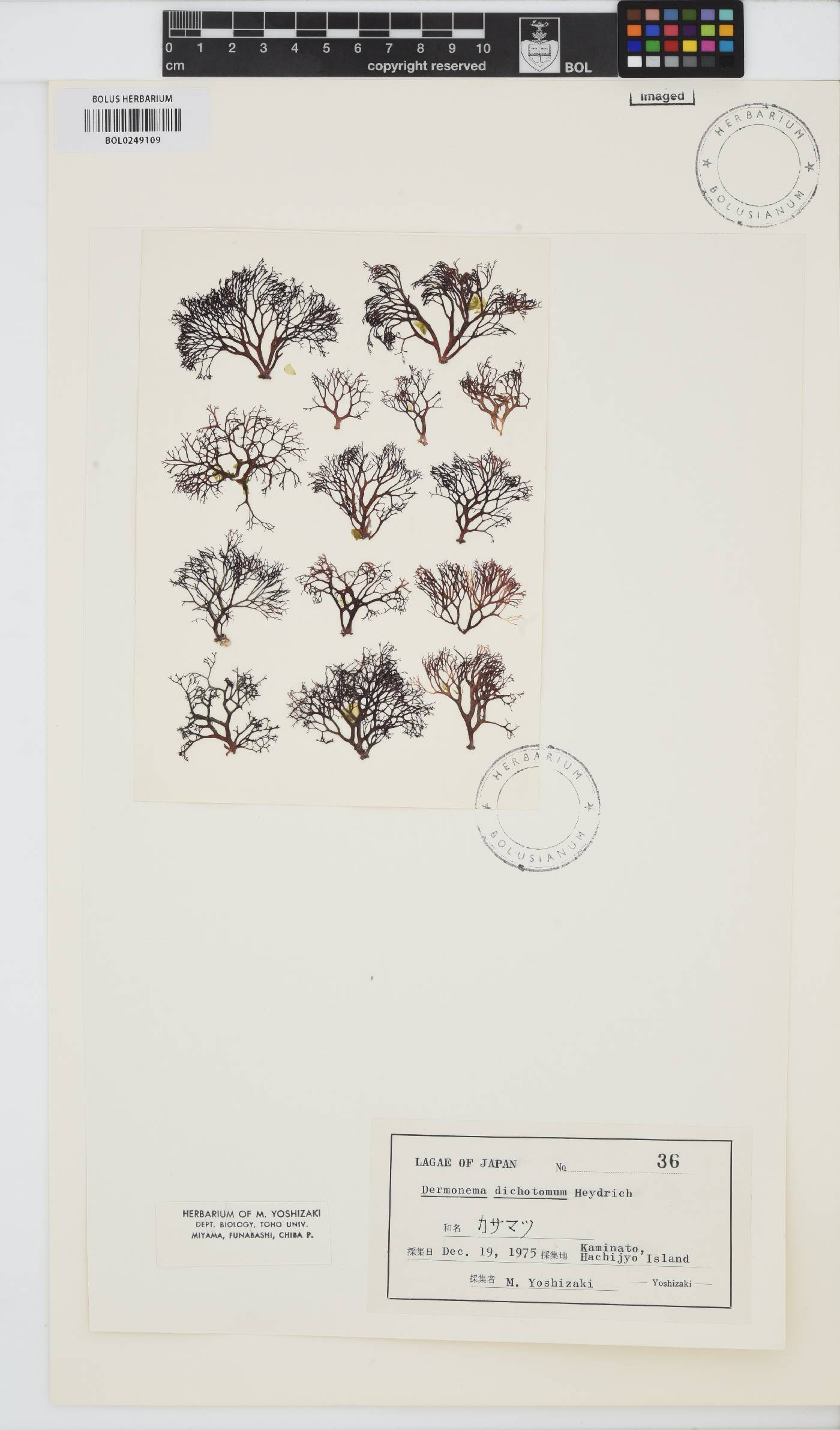 Dermonema virens image