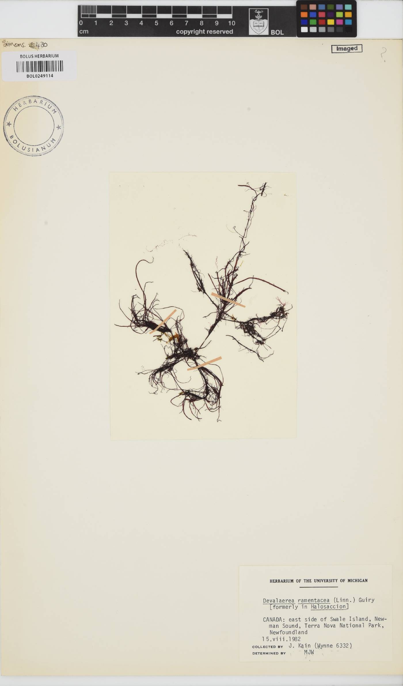 Devaleraea ramentacea image