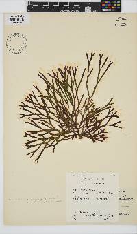 Dichotomaria diesingiana image