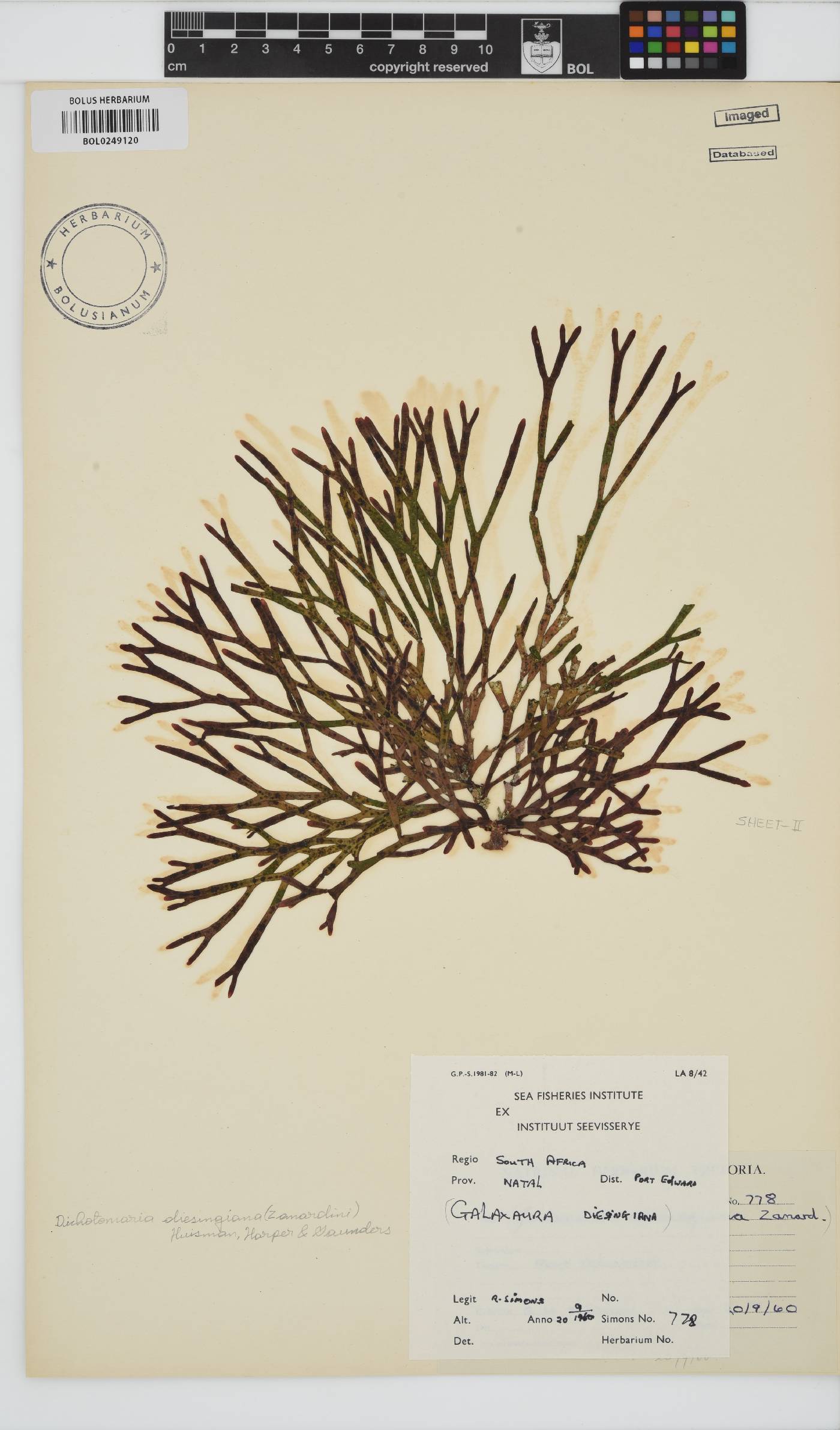 Dichotomaria diesingiana image