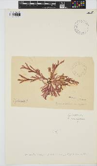Dichotomaria diesingiana image