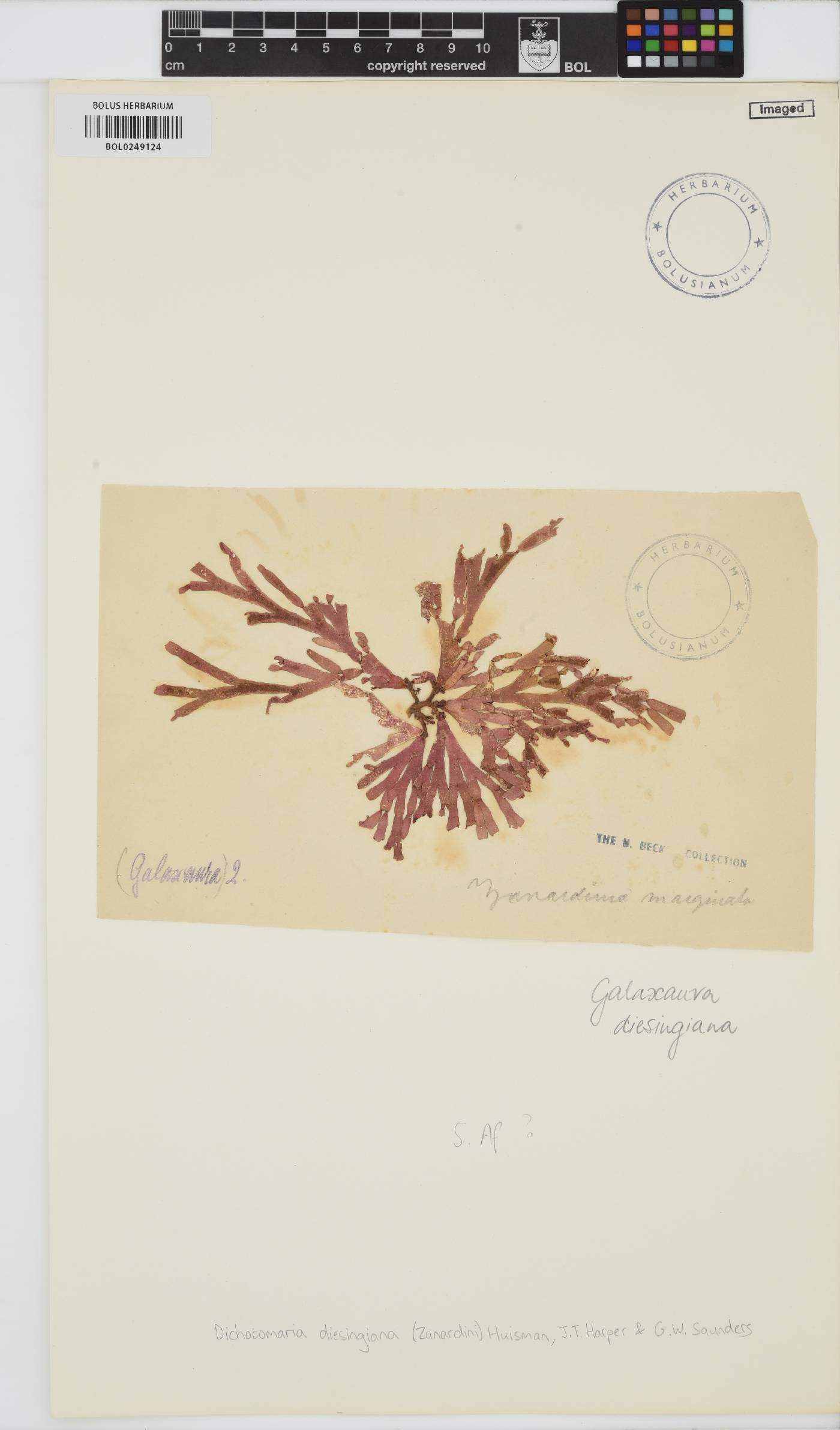 Dichotomaria diesingiana image