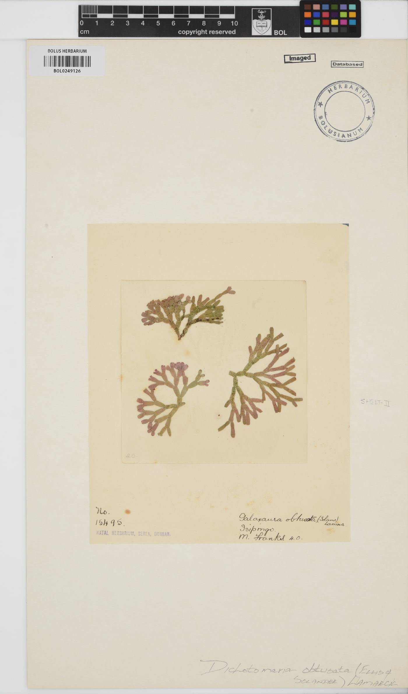 Dichotomaria obtusata image