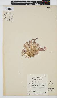 Dichotomaria obtusata image