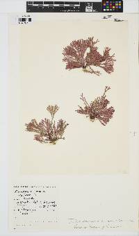 Dichotomaria tenera image