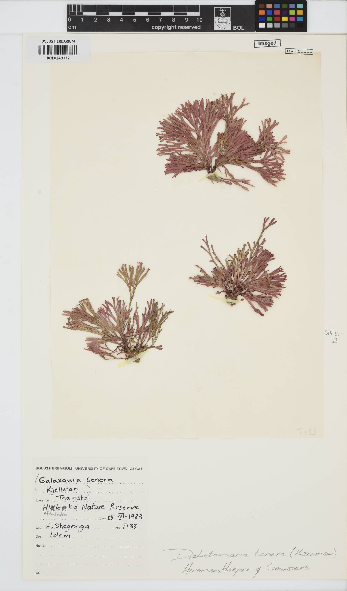 Dichotomaria tenera image
