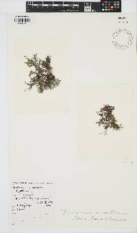 Dichotomaria tenera image