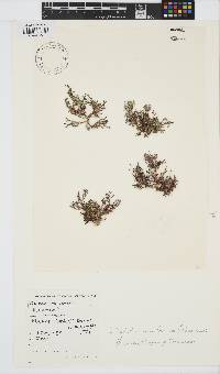 Dichotomaria tenera image