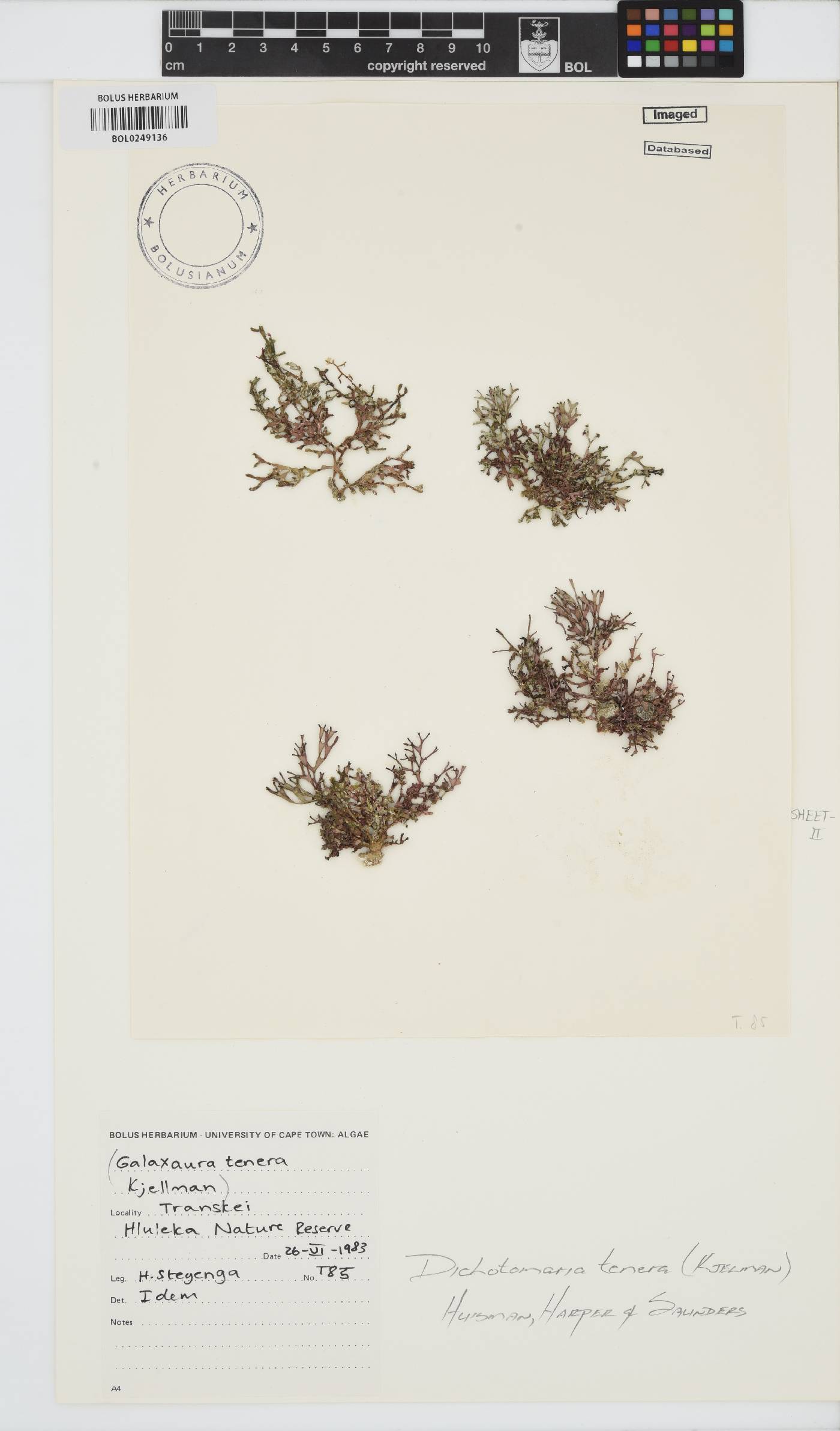 Dichotomaria tenera image