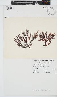 Image of Dictyomenia harveyana