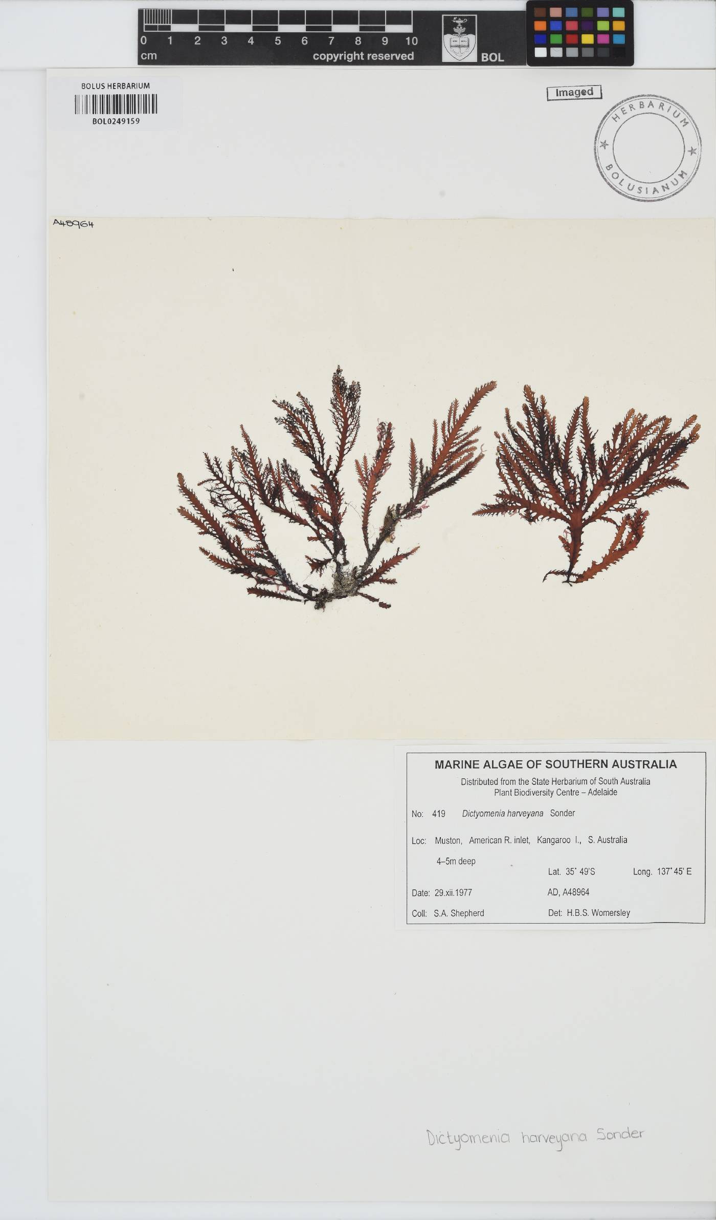 Dictyomenia harveyana image