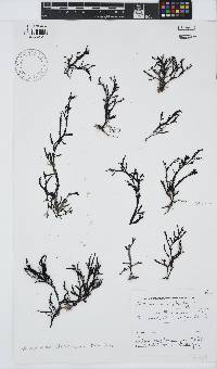 Dictyomenia stephensonii image