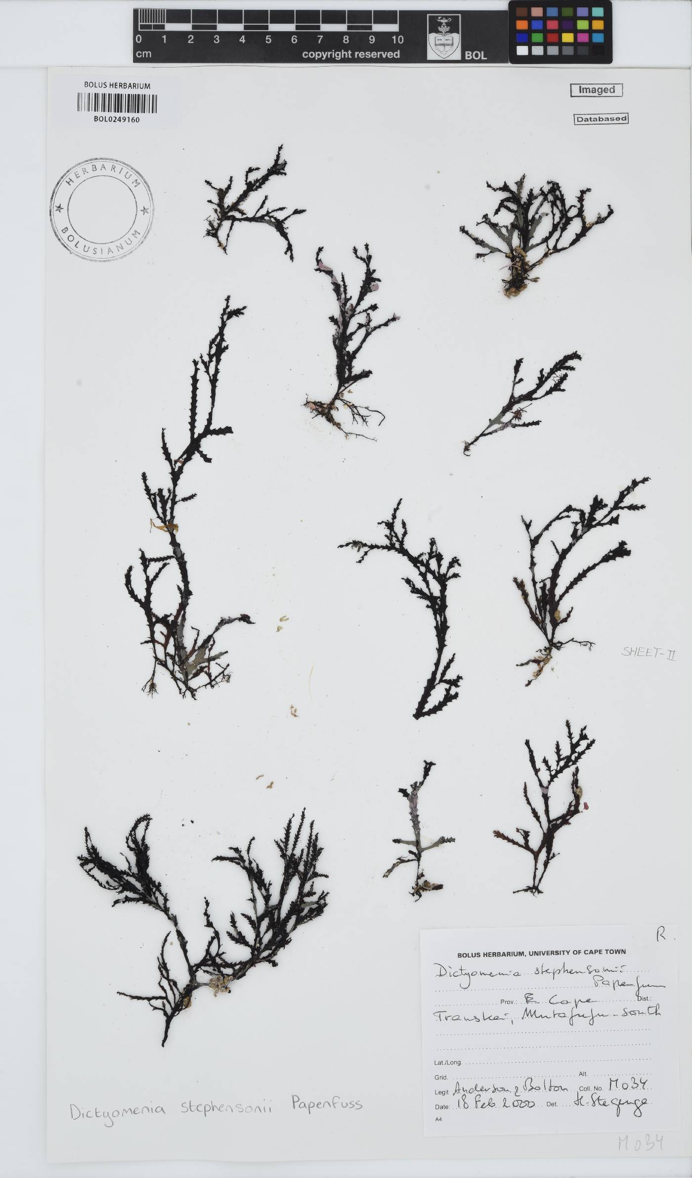 Dictyomenia stephensonii image