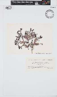 Image of Digenea simplex