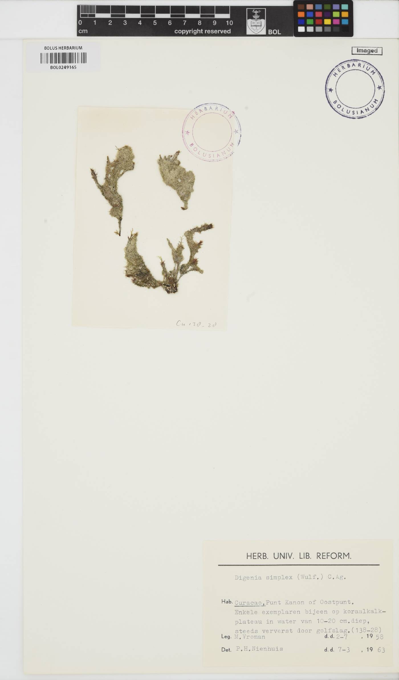 Digenea simplex image