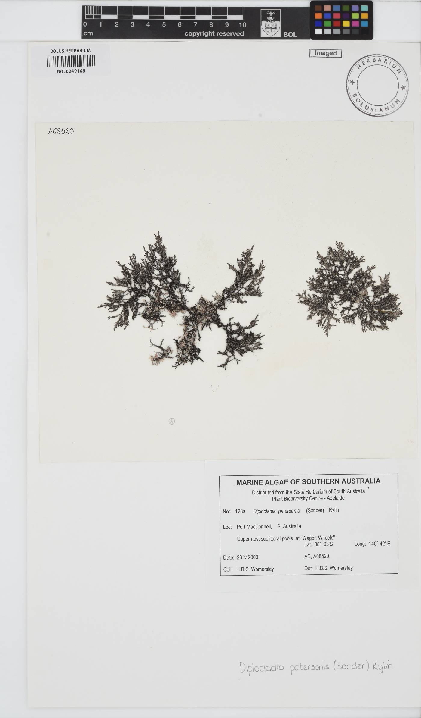 Vertebrata patersonis image