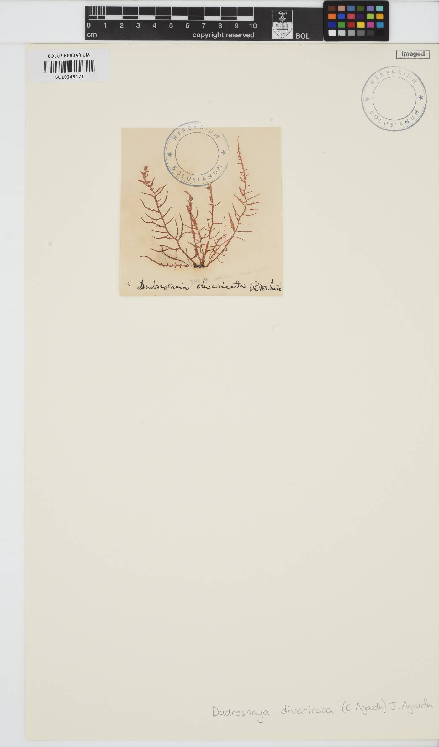 Helminthora divaricata image