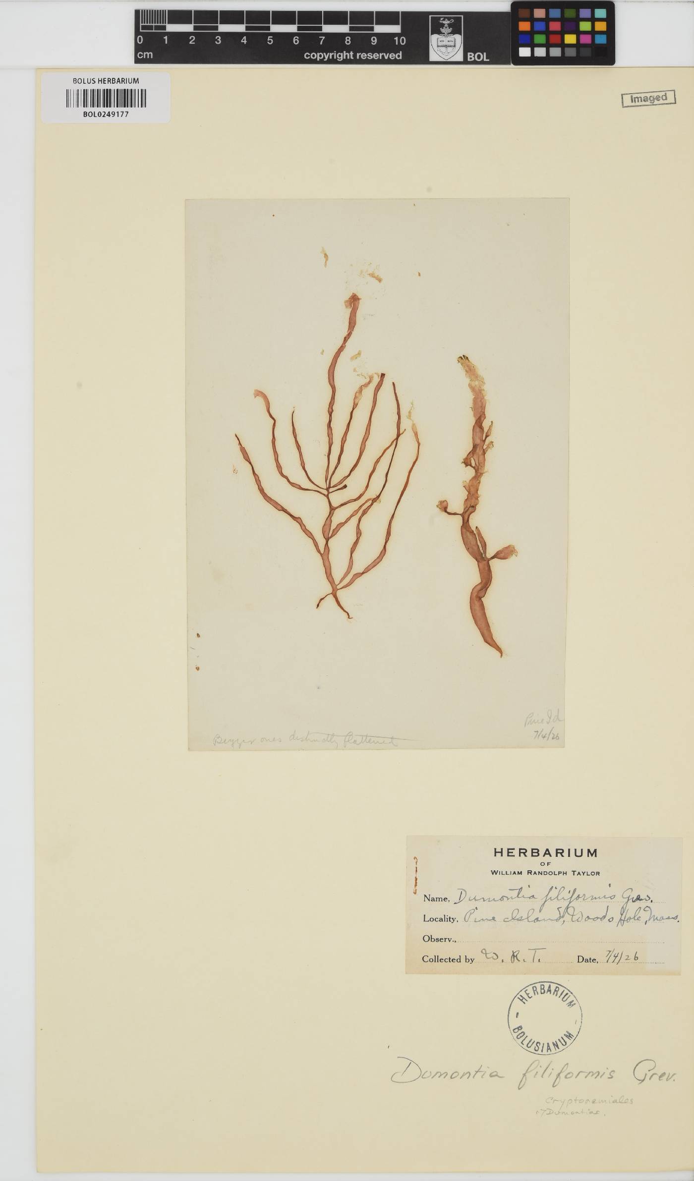 Dumontia contorta image