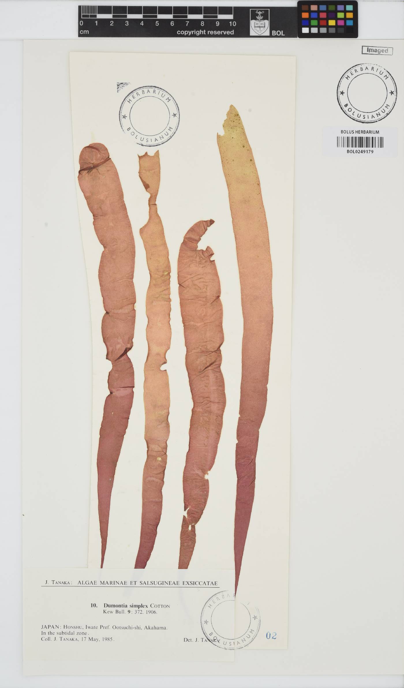 Dumontia simplex image