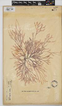 Rhodymenia capensis image