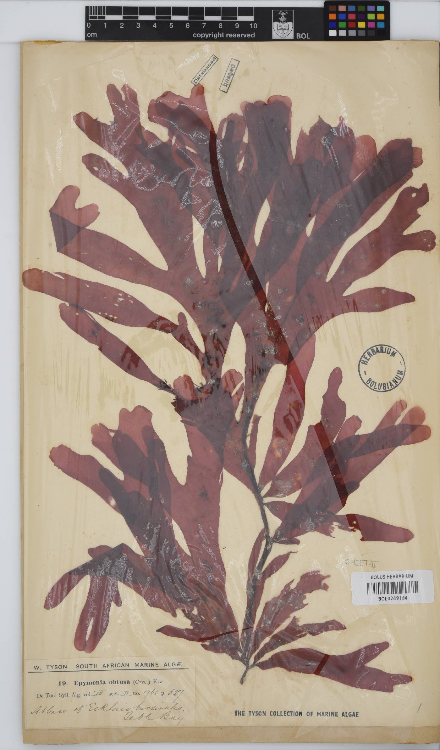 Rhodymenia obtusa image