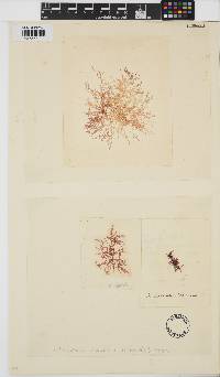Helminthora divaricata image