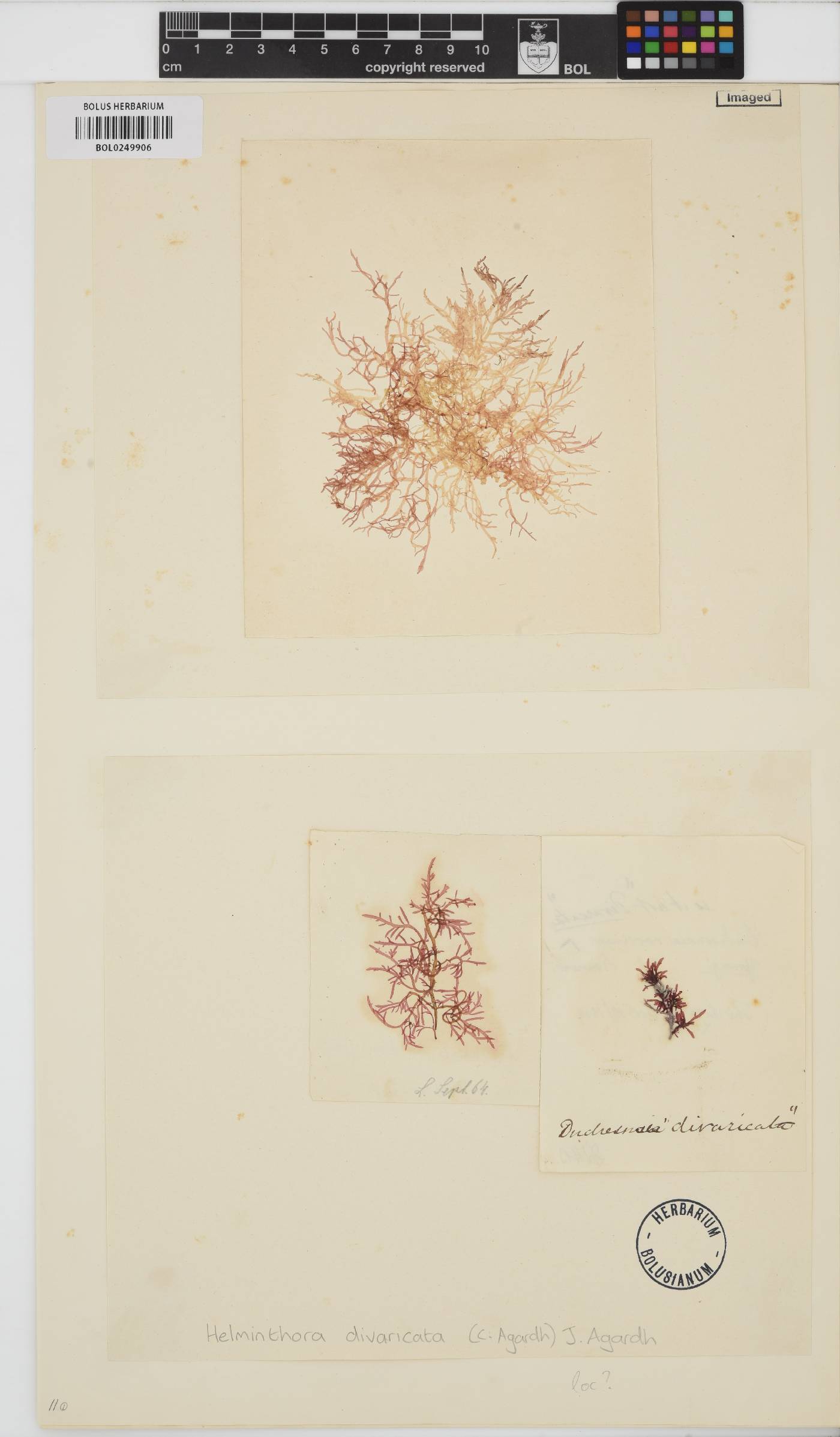 Helminthora divaricata image